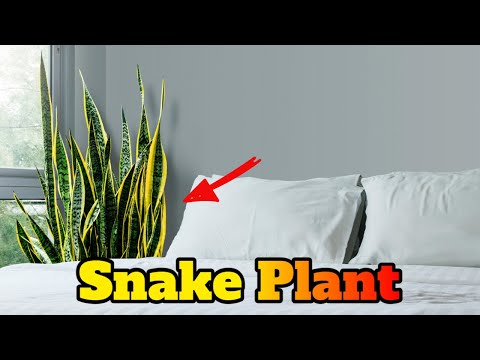 Can a Snake Plant Help You Improve Your Home&rsquo;s Air Quality?