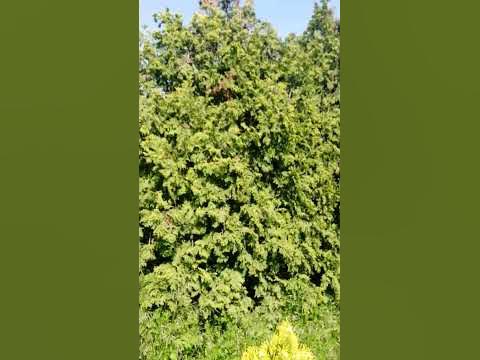 различные виды туи, туя биота, туя створчатая, Одесса, май 2023 - YouTube