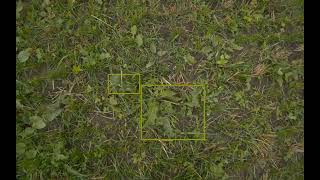 Rumexweeds 20210807Lundholm - Sequence 23