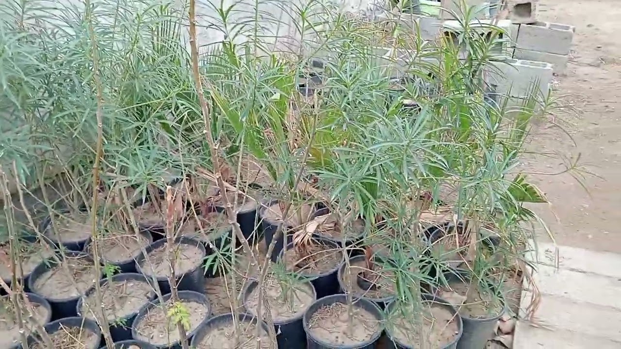 تفيشيا او الدفلة الصفراء اشجار مزهرة وقوية جدا