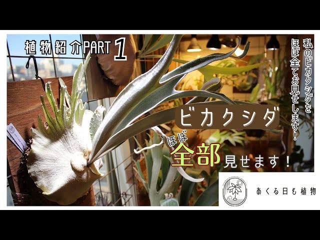 植物紹介Part1 】ビカクシダを全部お見せします！！(ほぼ) - YouTube