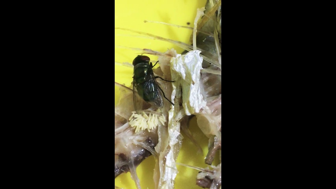 How flies lay eggs YouTube