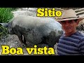 CRIAÇÃO DE PORCO NO SÍTIO/VEJAM O QUE A PORCA🐖 FEZ 😲