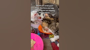 Every bit of your support counts. Click on the links in our bio to donate for any support#cat