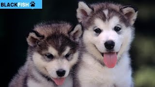 I bellissimi cuccioli di SIBERIAN HUSKY
