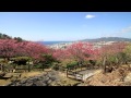 沖縄の寒緋桜（名護城公園・八重岳） [HD] [地図あり]