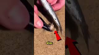 Ele pegou um VERME com um peixe morto!