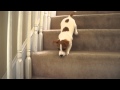 Bauer going down stairs