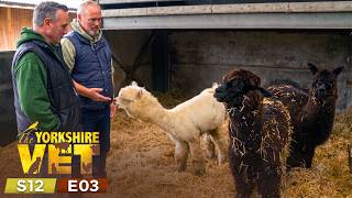 Meet The Rat Pack, The Cutest Service Alpacas! | The Yorkshire Vet Season 12 Episode 3