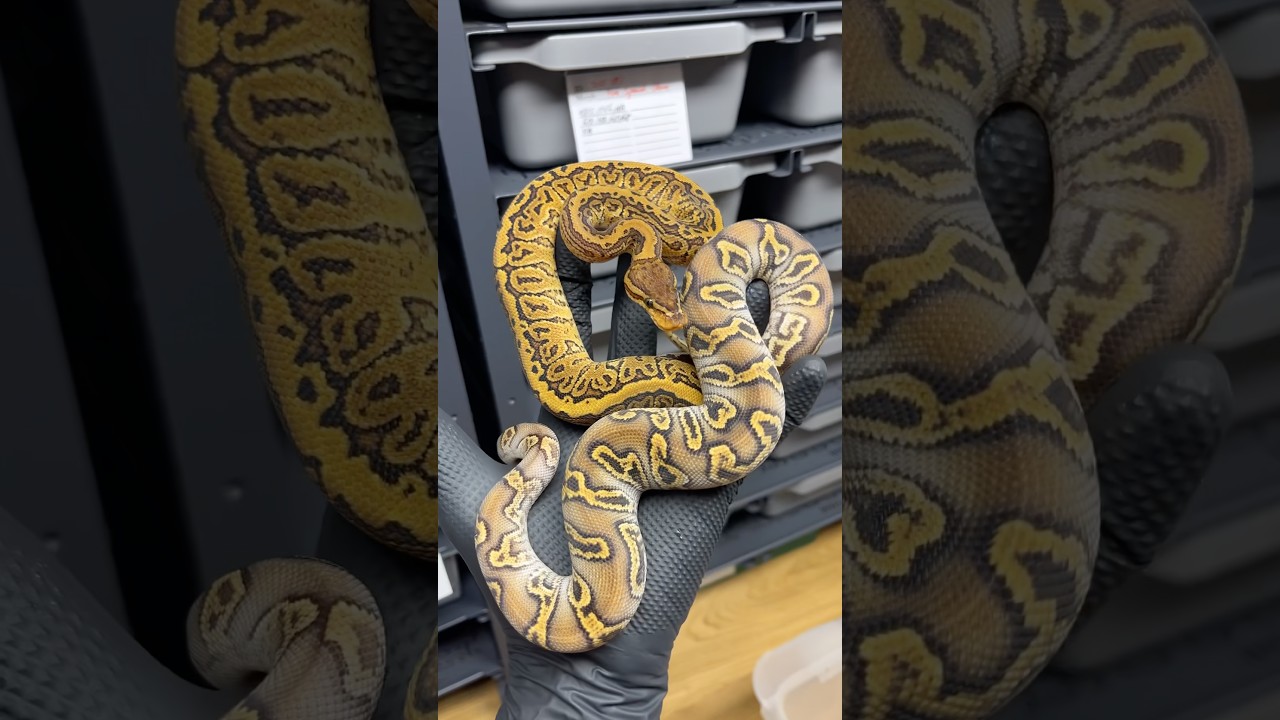 Happy Day #pytonkrólewski #snake #pythonregius #ballpython #pyton #python #animal #cute #pets #węże