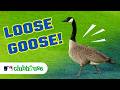 Murakami's Streak, Mason Miller's Record & THE GOOSE | Week 4 Highlights for Kids | MLB Clubhouse