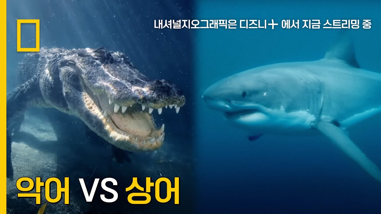 악어 VS 상어! 바다에 새롭게 출몰한 포식자