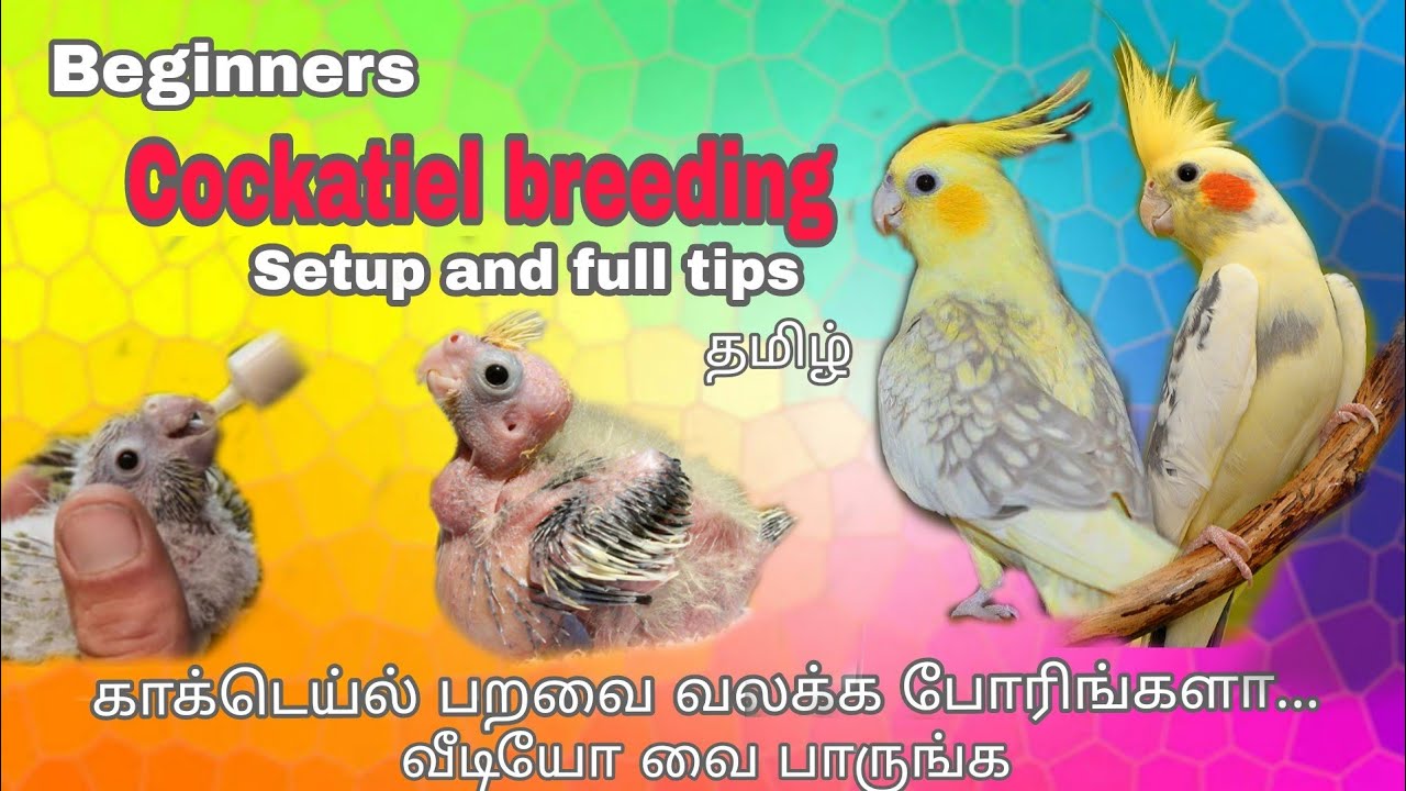 Bigginers cocktail breeding tips /cocktail hand feeding chick /how to breed cocktail in tamil