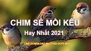 TIẾNG CHIM SẺ KÊU CHUẨN 2021 | 60 PHÚT Tiếng Chim chuẩn thu hút chim | File Âm Thanh Chim Mồi