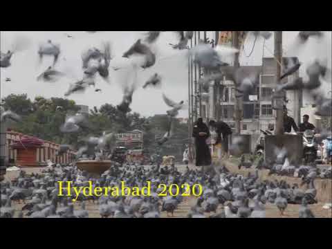 Video: Why You Can't Feed Pigeons With Black Bread