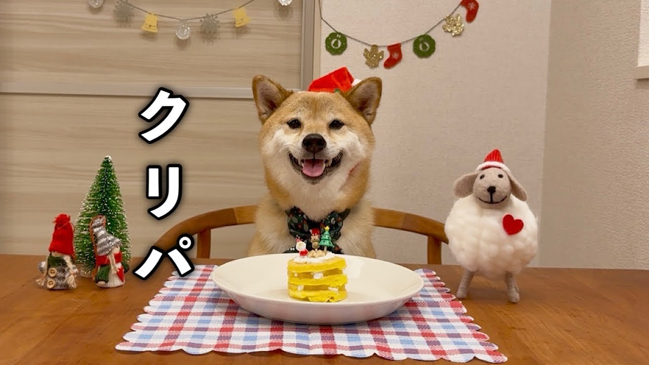 クリスマスパーティーの予行練習でプレゼントを渡したら大喜びしてくれた柴犬が可愛い
