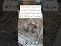 ماذا تظن هذي الضاهره هل تجمع من أجل غزو ام من أجل طعام ام ماذا