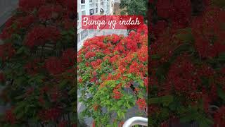 Berbunga Bunga