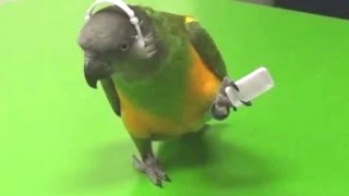 Parrots Dancing - A Funny Parrot Videos Compilation || New Hd