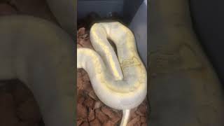 This mimosa Enchi girl is beautiful 😍 check our listings on Morphmarket #ballpython #royalpython