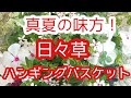 【ハンギングバスケット】日々草で夏もオシャレにガーデニング
