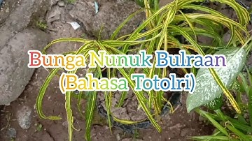 Bahasa Daerah Suku Tolitoli Part 2