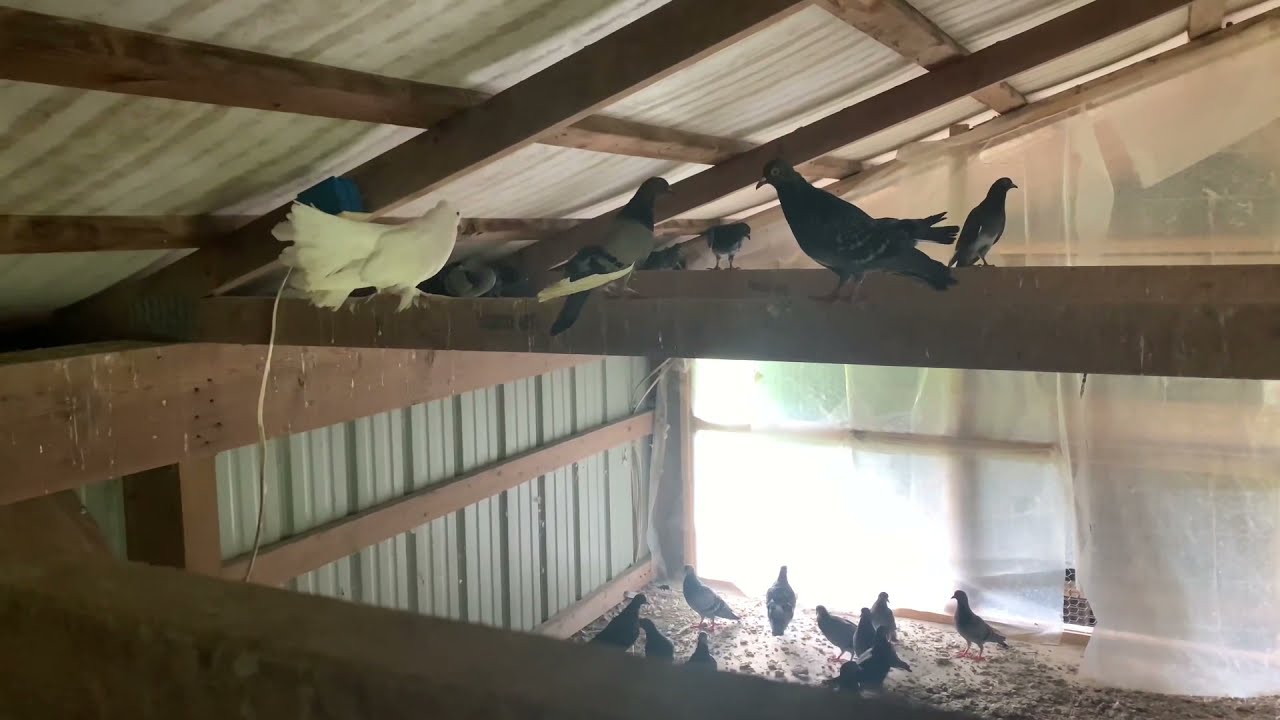 HOW TO RAISE PIGEONS IN SMALL SPACE? Fantail pigeons YouTube