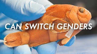 5 Animals That Can Switch Genders