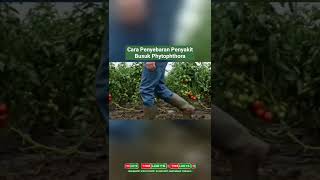 Cara Penyebaran Penyakit Busuk Phytophthora