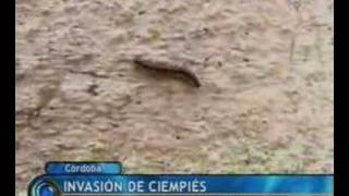 Invasión de Ciempiés - Centipede Invasion