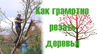 Обрезка плодовых деревьев подробная инструкция, яблоня