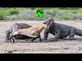 EL PODER DEL DRAGON DE KOMODO VS bufalo, caballo, ciervo, mono, cobra | LEY DEL MÁS FUERTE