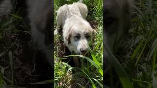 Anatolian Pyrenees finds a burrow.