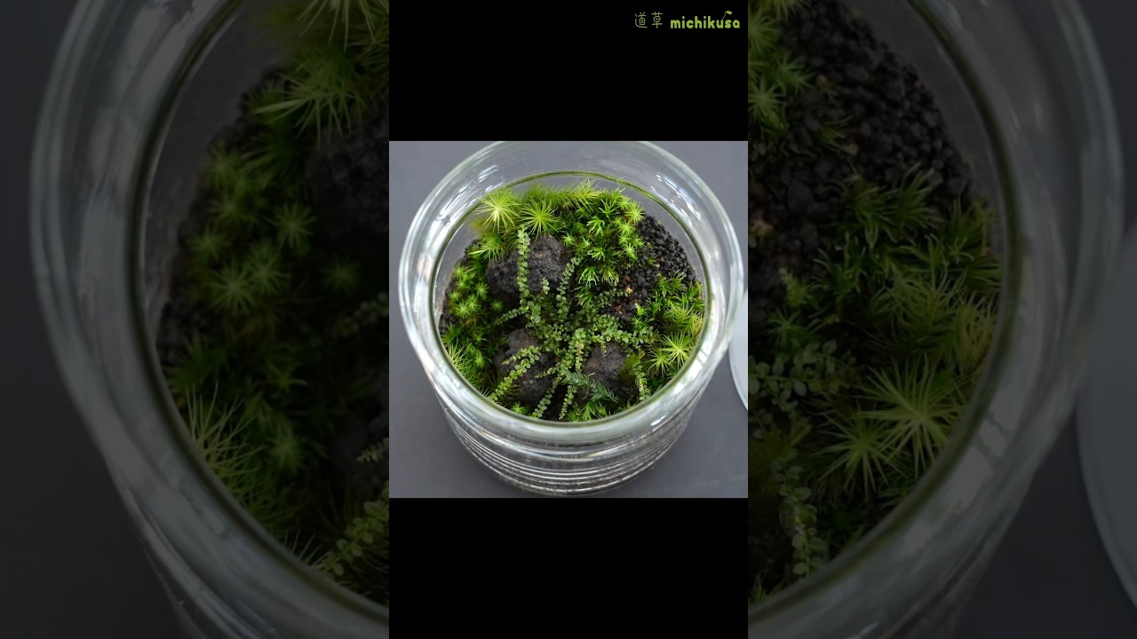 初心者向け】3STEPでつくる！初めての苔テラリウム - YouTube