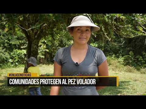 Comunidades protegen al pez volador