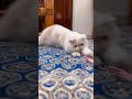 persian #cat