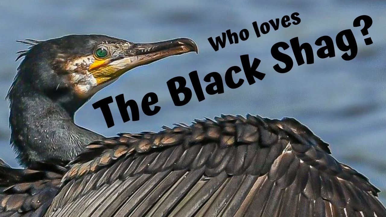 The Black Shag/Cormorant. Wildlife Photography.