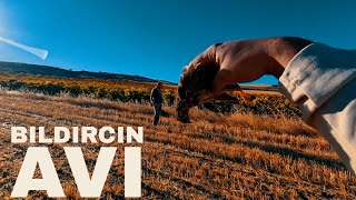 Yeni Sezon Bıldırcın Avı 2025-2026 Net Vuruşlar