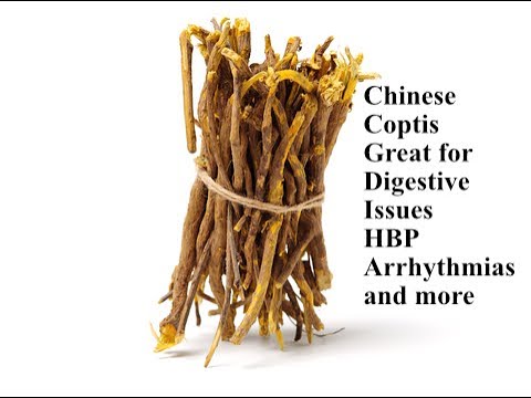 Chinese Coptis - Great for Digestive Issues, HBP, and Arrhythmias and more