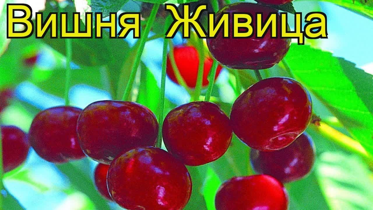 Какой сорт вишни самый сладкий. Дюк вишня обыкновенная чудо вишня. Сорт вишни Живица. Вишня гриот. Дюк Живица.