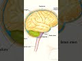 #Humanbrain#Partsofhumanbrain#humanbrainin1min#brain