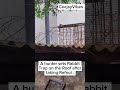 Planning to catch Rabbit on the Roof #comedy #comedyvibes #vibes #funny #fyp