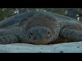 Aldabra Atoll Seychelles Islands with Fantasea 2