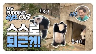 [My Fudding ep.08] 240528 최초✨스스로 퇴근하는 🐼루이후이🐼 (feat. 아이바오, 송바오)