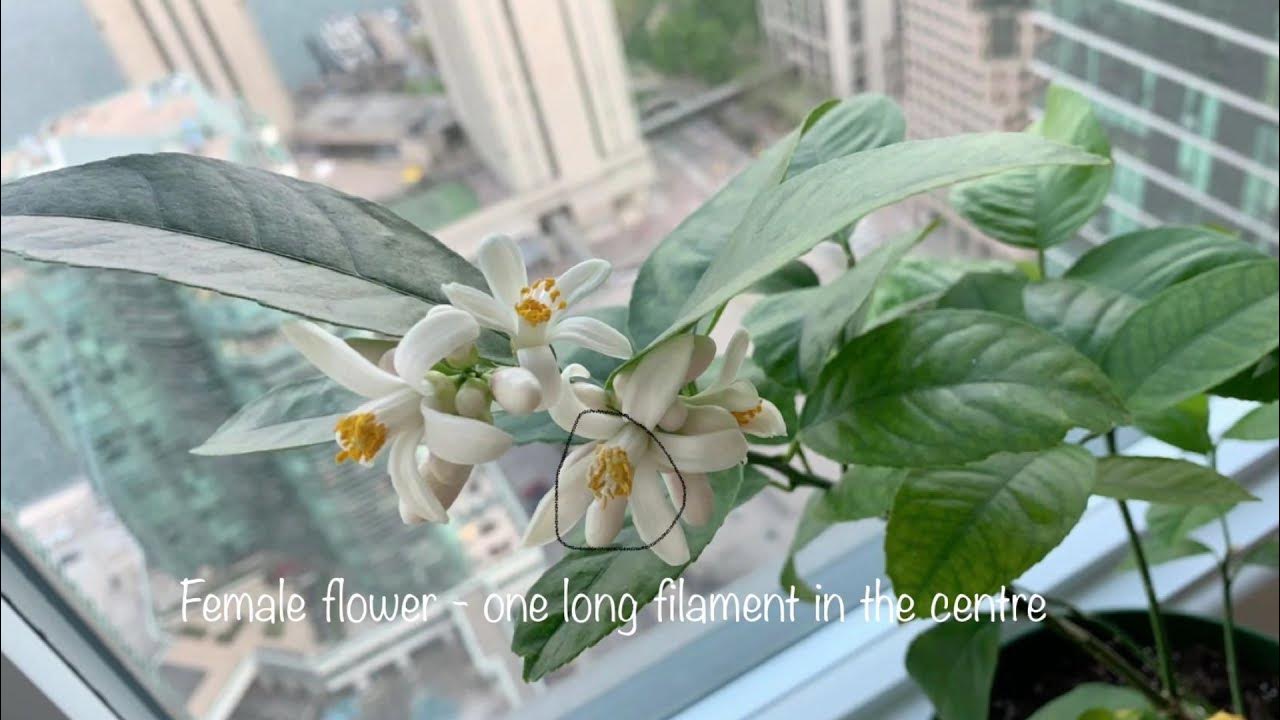 How to pollinate lemon flowers for more lemons in 1 minute 