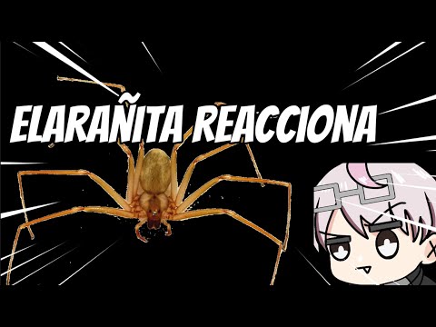 ElArañita reacciona a: Araña de Rincón