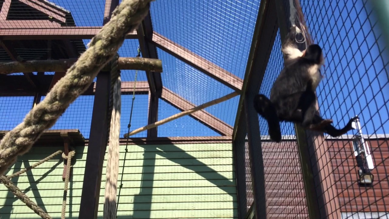 Milo... the Capuchin that never sits still 🐵