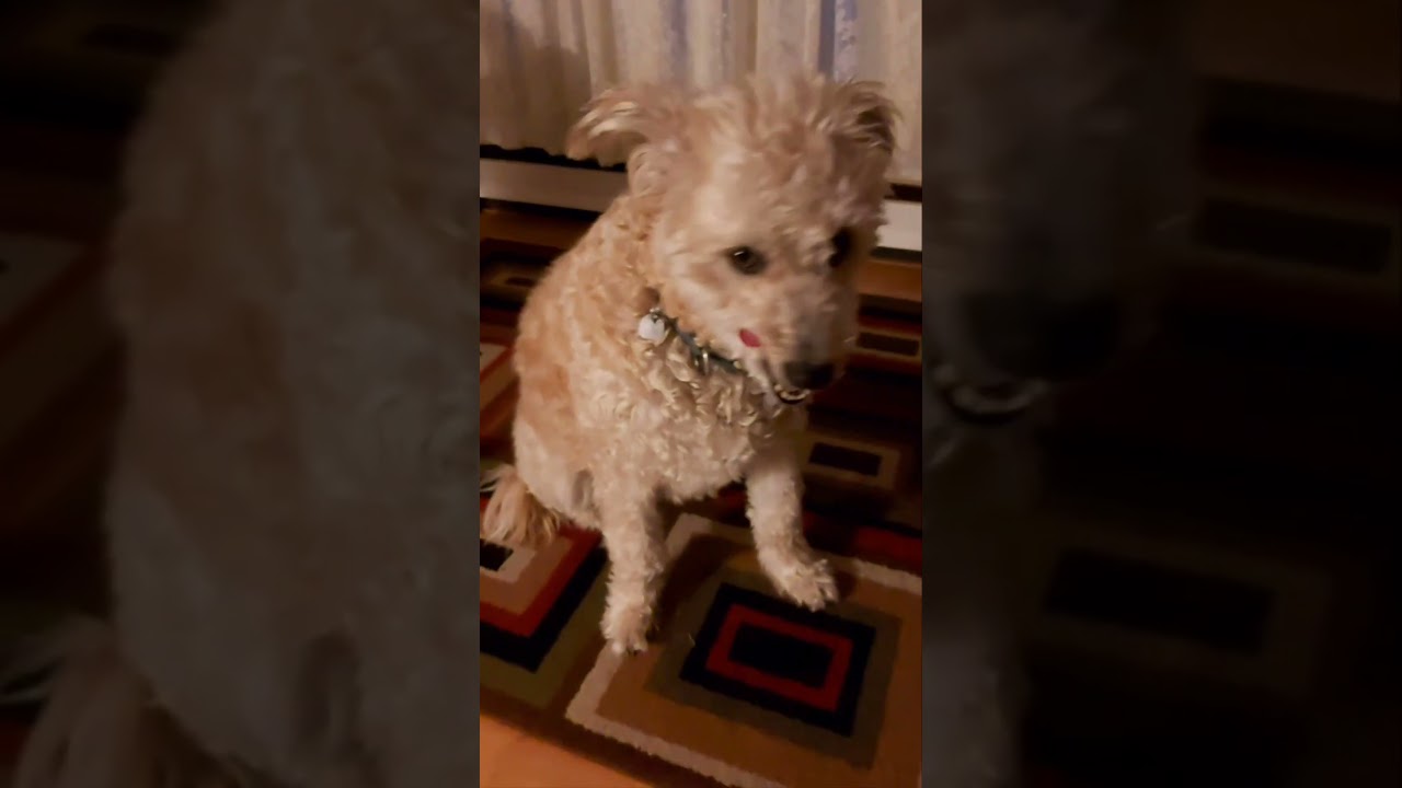 "Мой пёс, Волк, — профессиональный любитель поспать."