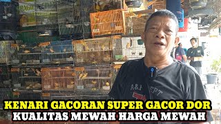 Download Lagu GUDANGNYA KENARI GACORAN BERKUALITAS KENARI MERLOK ANDALAN KIOS RAJA FAUNA!!HARGA BURUNG KENARI MP3 Download Lagu GUDANGNYA KENARI GACORAN BERKUALITAS KENARI MERLOK ANDALAN KIOS RAJA FAUNA!!HARGA BURUNG KENARI MP3