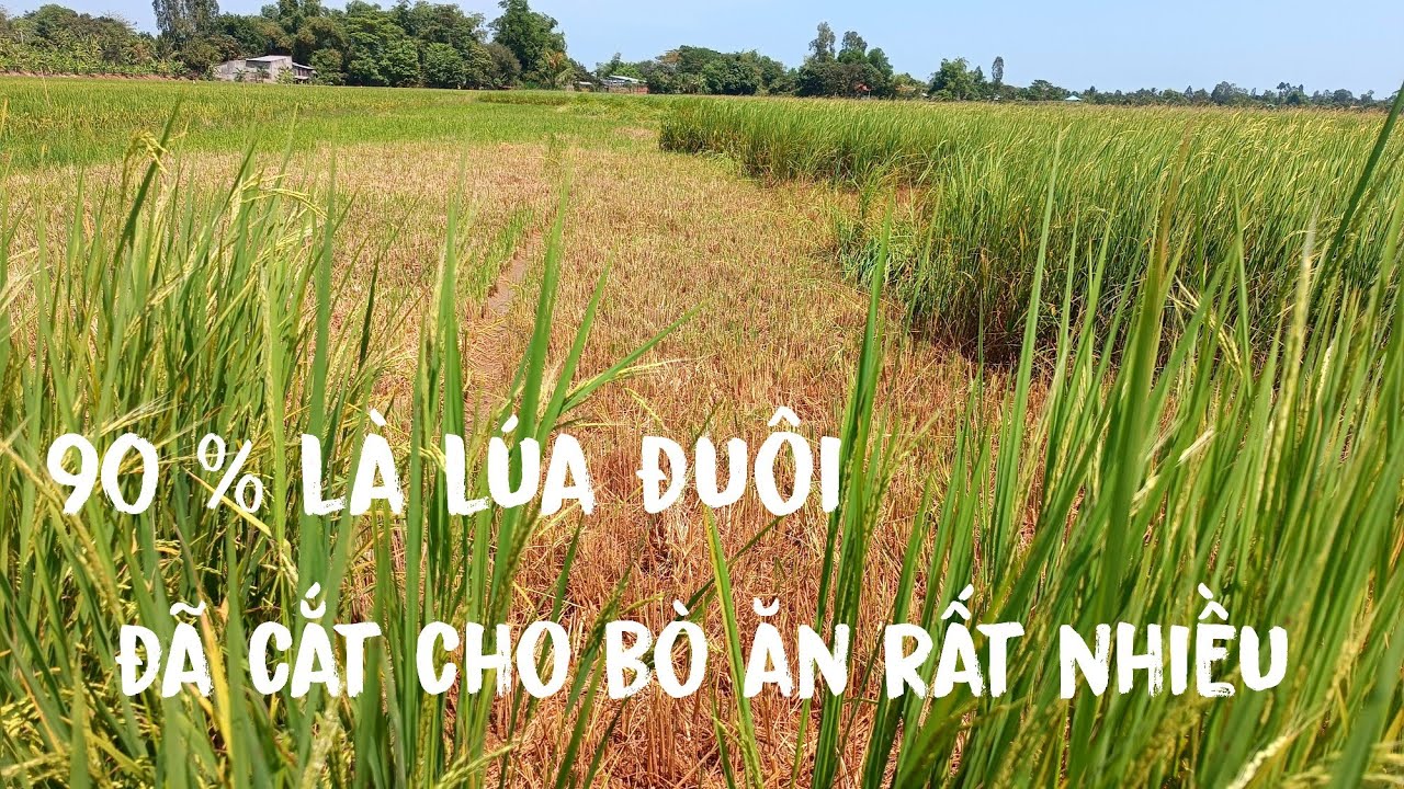 Vụ Này Coi Như Bỏ Toàn Bộ Là Lúa Đuôi 